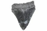 Serrated, Juvenile Megalodon Tooth - South Carolina #370182-1